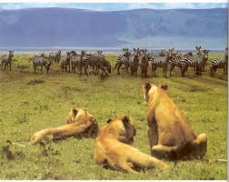2 Days Amboseli national park  $ 380